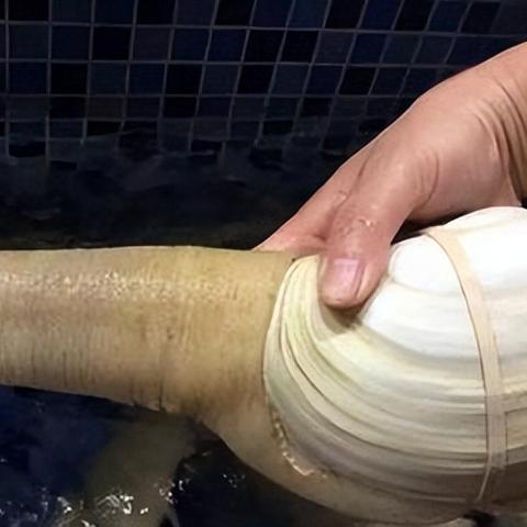 (生物演化发展史)探索生物演化之谜：从物种起源游戏中揭秘生命的奥秘