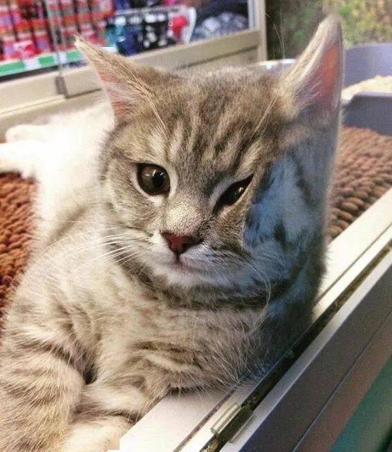 猫灵相册单机纪念版：捕捉每一个猫咪瞬间的独特体验与回忆之旅