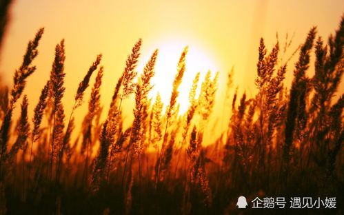 新澳三期内必出准确生肖|自然之美与心灵之旅_XP款.0.454