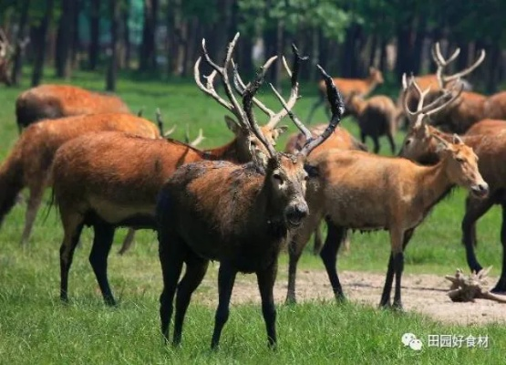 王中王的四不像图片|数据资料解释落实_R.6.284